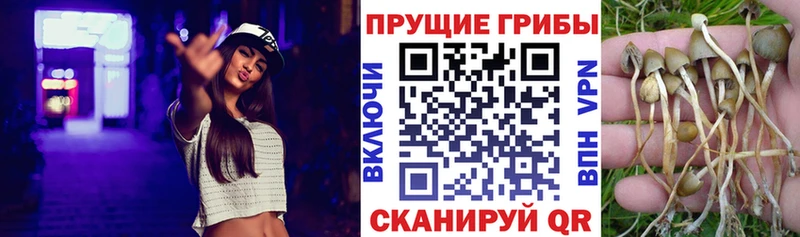 как найти закладки  hydra маркетплейс  Псилоцибиновые грибы ЛСД  Новотитаровская 